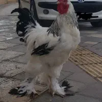 خروس  برهما  لایت