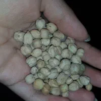 نخود درجه یک کرمانشاه پاک شده ۱۵ کیلو