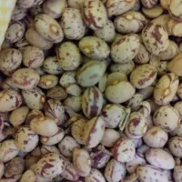 لوبیا چیتی درجه ۱