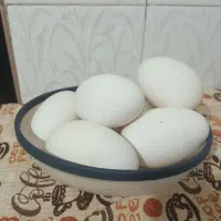 تخم غاز فروشی