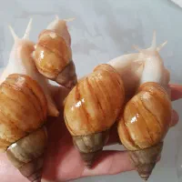 حلزون