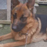 ژرمن یکساله