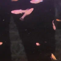 گوپی گلد و حلزون کلمبیایی