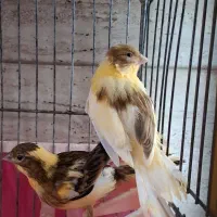 دوعدد جوجه قناری