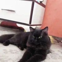 گربه ماده فحل اماده جفت گیری|گربه|کردکوی, |دیوار