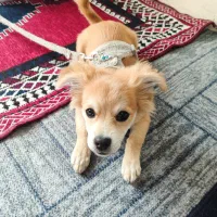 پامرانین سایز صفر