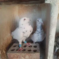 کفتررنگی کبوتر|پرنده|تهران, بهاران|دیوار