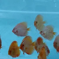 ماهی دیسکس|ماهی|مشهد, بهمن|دیوار