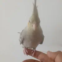 ۴ تا عروس هلندی|پرنده|کرج, شهرک سهرابیه|دیوار