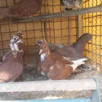 کبوتر|پرنده|شاهین‌شهر, شهرک سایت|دیوار