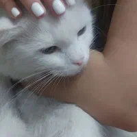 واگذاری گربه