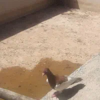 پرنده
