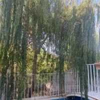 سوئیت اجاره ای باغی طرقبه|اجارهٔ کوتاهمدت آپارتمان و سوئیت|طرقبه, |دیوار