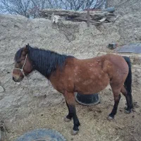 اسب گله ای آبستن