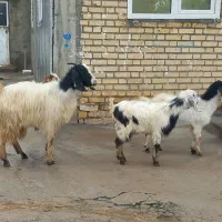 چهار عدد بزغاله