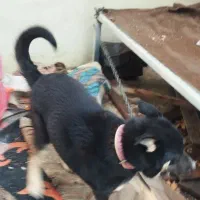 واگذاری سگ نگهبان