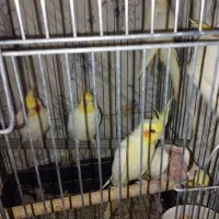 عروس هلندی مولد|پرنده|مهران (ایلام), |دیوار