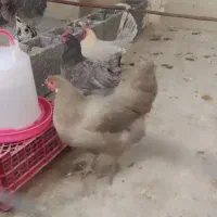 مرغ آمرکانا و فیومی(براکل)|حیوانات مزرعه|فراشبند, |دیوار