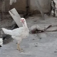 مرغ دورگ لاری|حیوانات مزرعه|قم, کلهری|دیوار