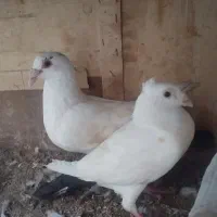 کبوتر دم سیاه