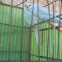 پرنده مرغ عشق