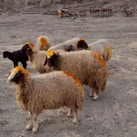 بره ماده گوسفند