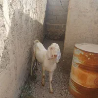 کهره نر|حیوانات مزرعه|بندر دیر, |دیوار