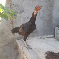 مرغ لاری