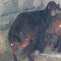 بره نر
