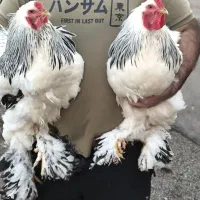 تخم نطفه دار برهما خالص درجه یک