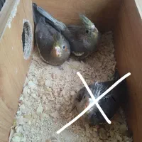 جوجه عروس هلندی