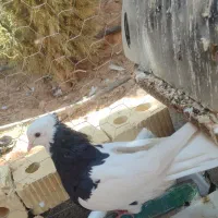 کب وتر