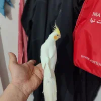 عروس هلندی نر دستی سخنگو معاوضه با قناری سرخ|پرنده|خرمآباد, |دیوار