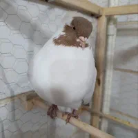 کبوتر کاکولی|پرنده|قزوین, |دیوار