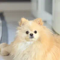 سگ پامر خرسی|سگ|کیش, |دیوار