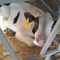 فروش مستقیم گوساله قطع شیر و شیرخوار هولشتاین|حیوانات مزرعه|خرمدره, |دیوار