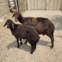 گوسفند افشاری با بره بزرگ