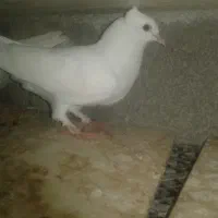 کبوتر سفید|پرنده|میناب, |دیوار