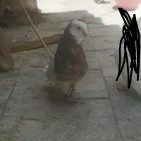 یک جفت طوقی هفت رنگ