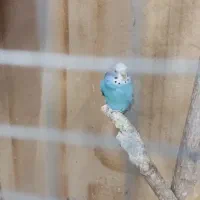 عروس هلندی ،کوتوله ،مرغ عشق،قفس بزرگ|پرنده|مشهد, تربیت (صدف)|دیوار