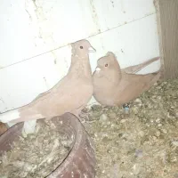 زرد دوم سفید گوهگ|پرنده|رفسنجان, |دیوار