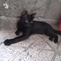 گربم تو مراوه گم شده پیدا کردین اطلاع بدین نگرانشم