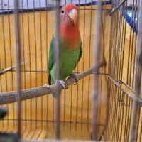 طوطی برزیلی  نر...۹۵۰تومان