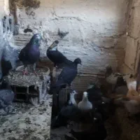 کفتر رنگه المانی