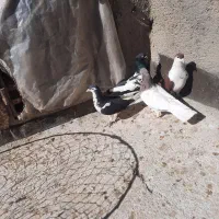 کفتر پرشی|پرنده|سیدآباد, |دیوار