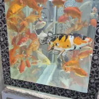 فروش کلّی جزئی ماهی قرمز و کوی مولّد بابائی