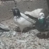 کفتر یا کبوتر