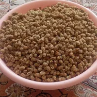 توت خشک