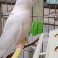 عروس هلندی آلبینو وایت ، به همراه تمام لوازم