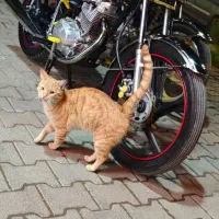 موتور سیکلت